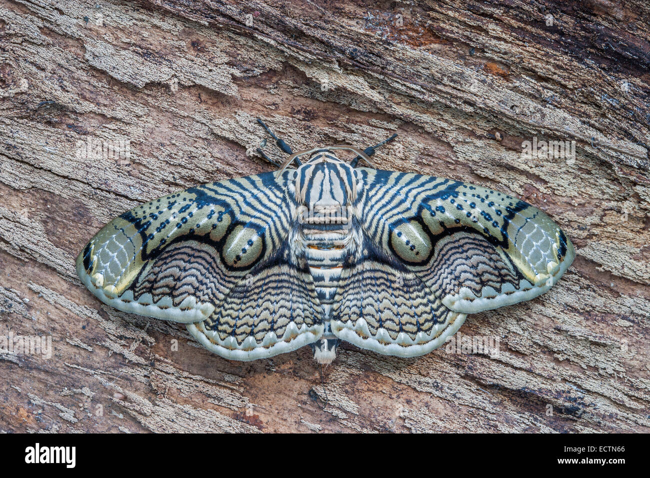 Brahmaea hearseyi moth resting on wood. This moth is native to southeast asia. Stock Photo