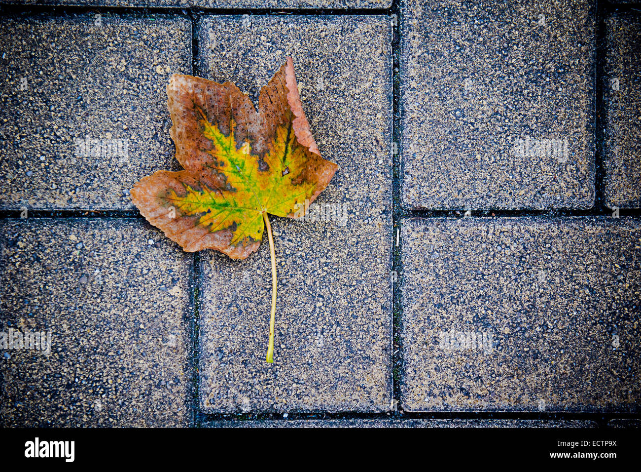 autumn leaf fallen on a pavement Stock Photo - Alamy