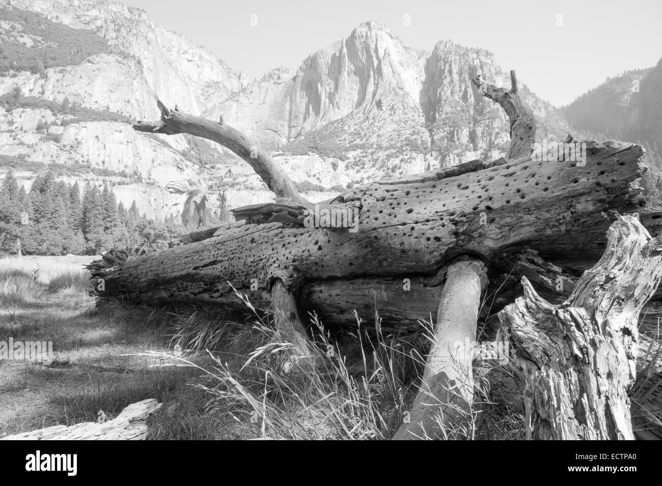 A  termite-eaten fallen tree, in Yosemite valley, National Park, California US. Stock Photo