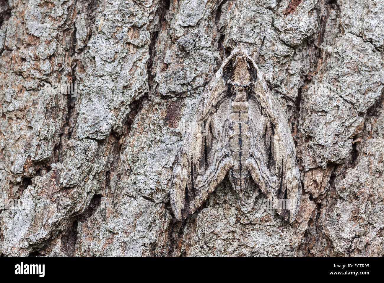 Elm Sphinx Ceratomia Amyntor Adult Female Resting On Tree Bark elm-sphinx-ceratomia-amyntor-adult-female-resting-on-tree-bark
