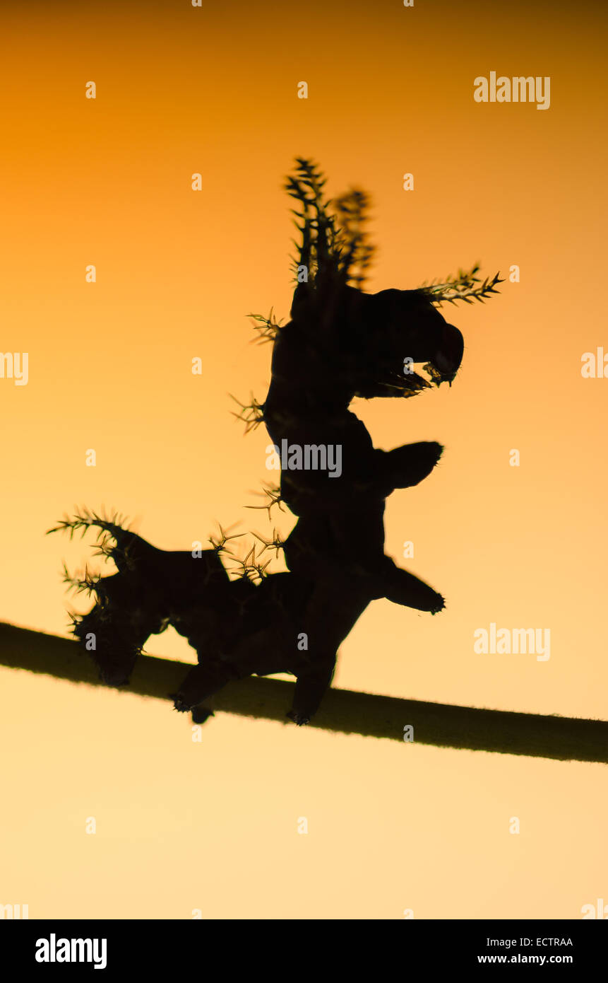 Regal Moth aka HIckory Horned Devil aka Royal Walnut moth, 3rd instar