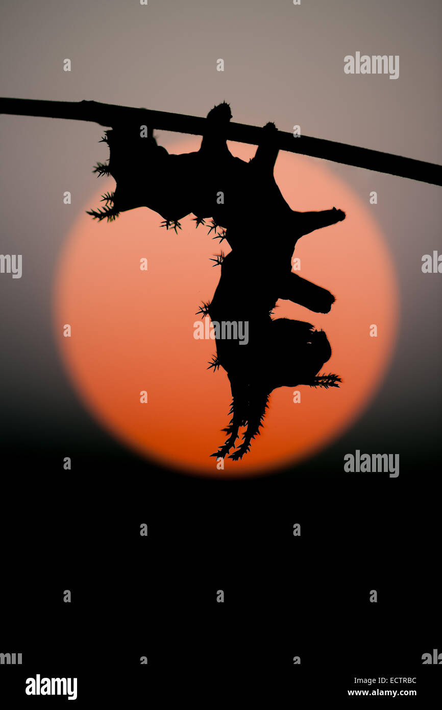 Regal Moth aka HIckory Horned Devil aka Royal Walnut moth, 3rd instar