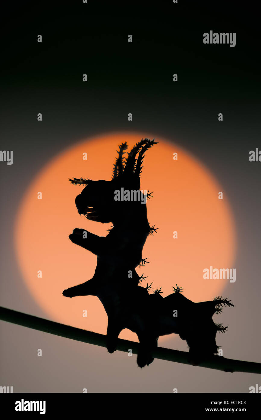 Regal Moth aka HIckory Horned Devil aka Royal Walnut moth, 3rd instar