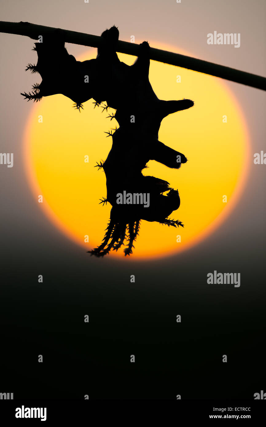 Regal Moth aka HIckory Horned Devil aka Royal Walnut moth, 3rd instar