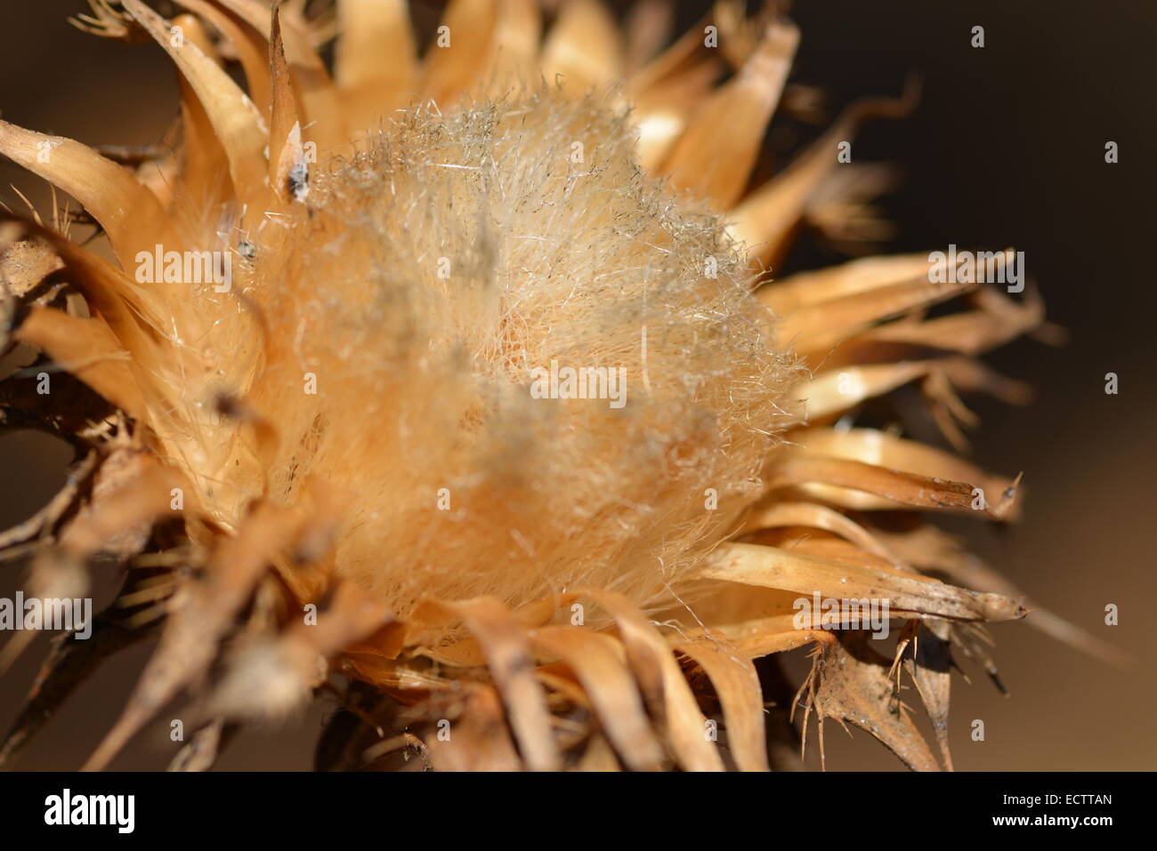 macro shot of a dried out wild thistle in a field Stock Photo