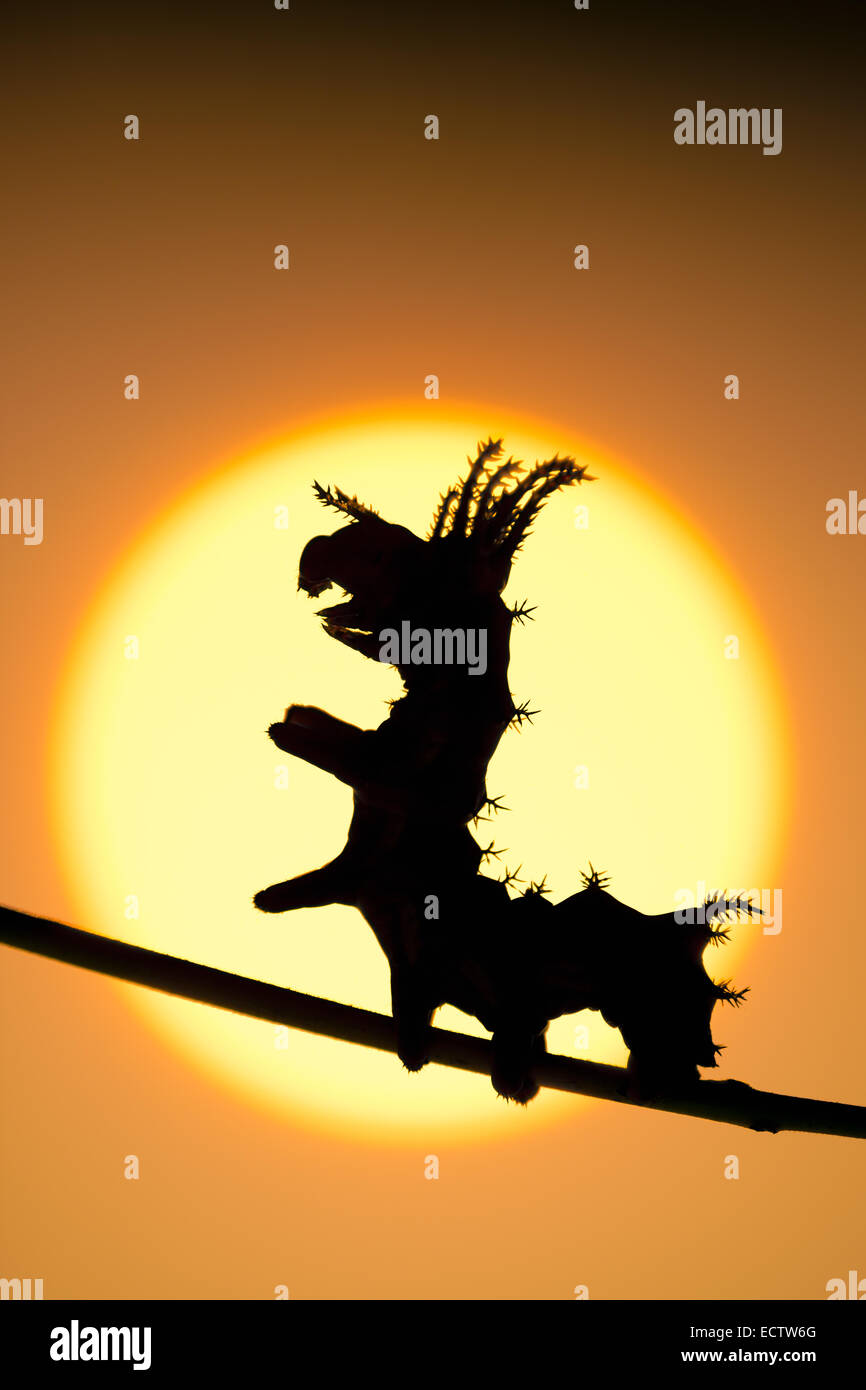 Regal Moth aka HIckory Horned Devil aka Royal Walnut moth, 3rd instar