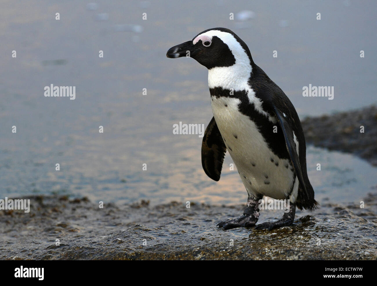 Walking  African penguin (spheniscus demersus) at the Boulders in twilight. South Africa Stock Photo