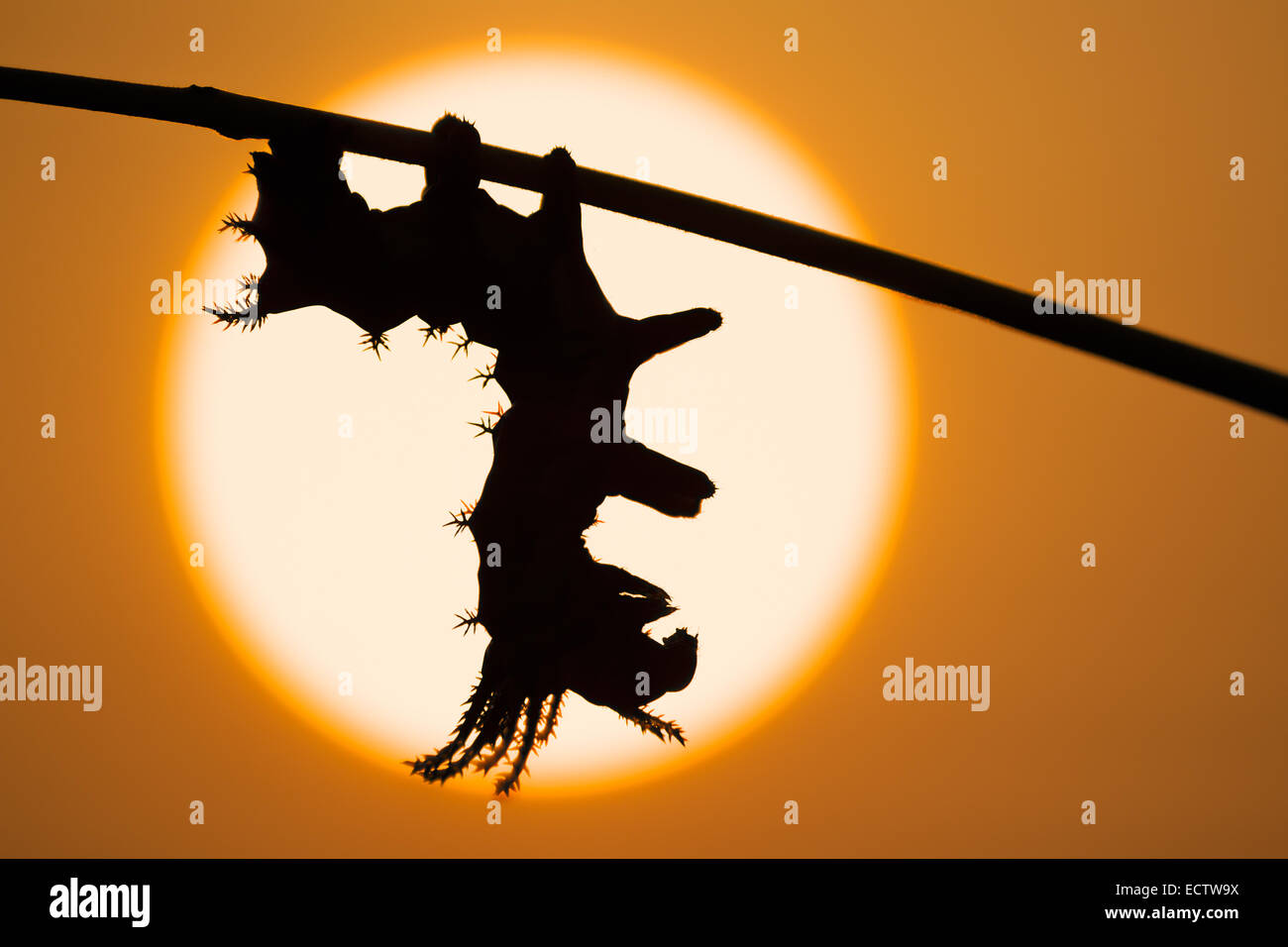 Regal Moth aka HIckory Horned Devil aka Royal Walnut moth, 3rd instar