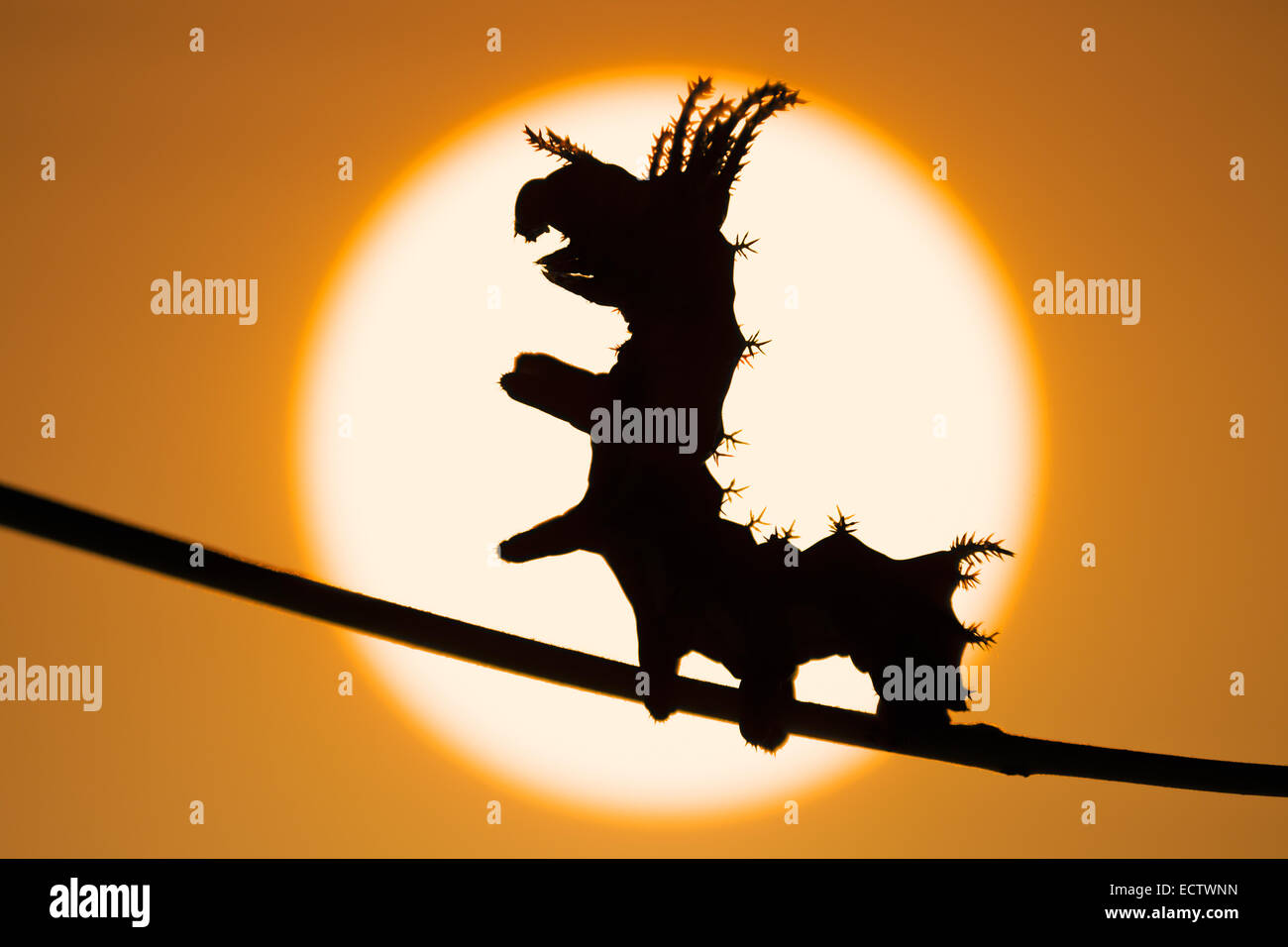 Regal Moth aka HIckory Horned Devil aka Royal Walnut moth, 3rd instar