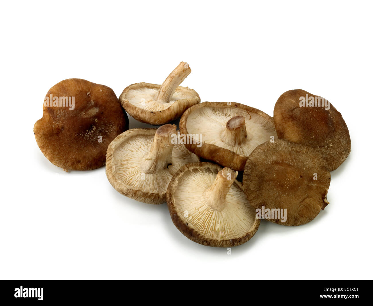 Shitake mushrooms Stock Photo
