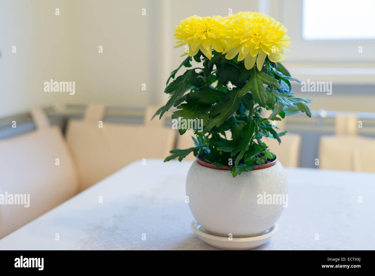 Beautiful chrysanthemum in pot on dining table Stock Photo Alamy