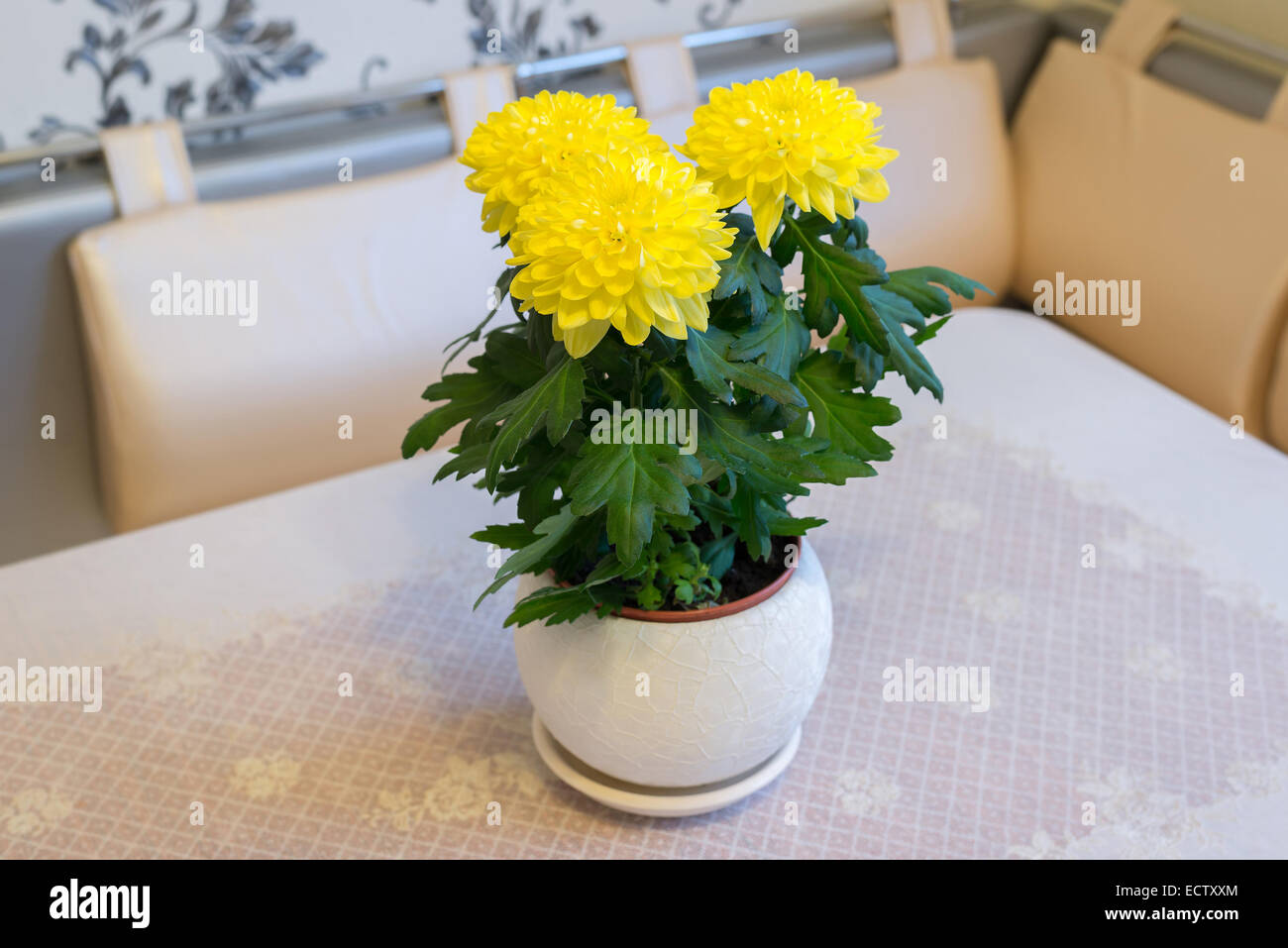Beautiful chrysanthemum in pot on dining table Stock Photo Alamy