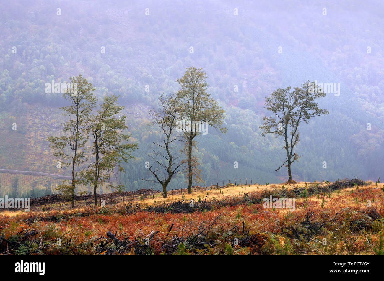 Solitary trees hires stock photography and images Alamy