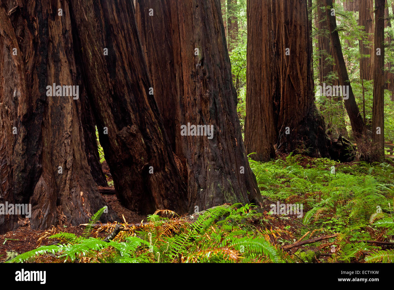 CA02557-00...CALIFORNIA - Giant redwood trees in Muir Woods National Monument. Stock Photo