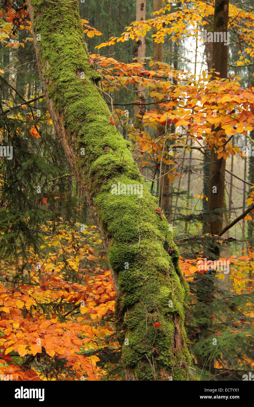 Overgrown forest hi-res stock photography and images - Alamy