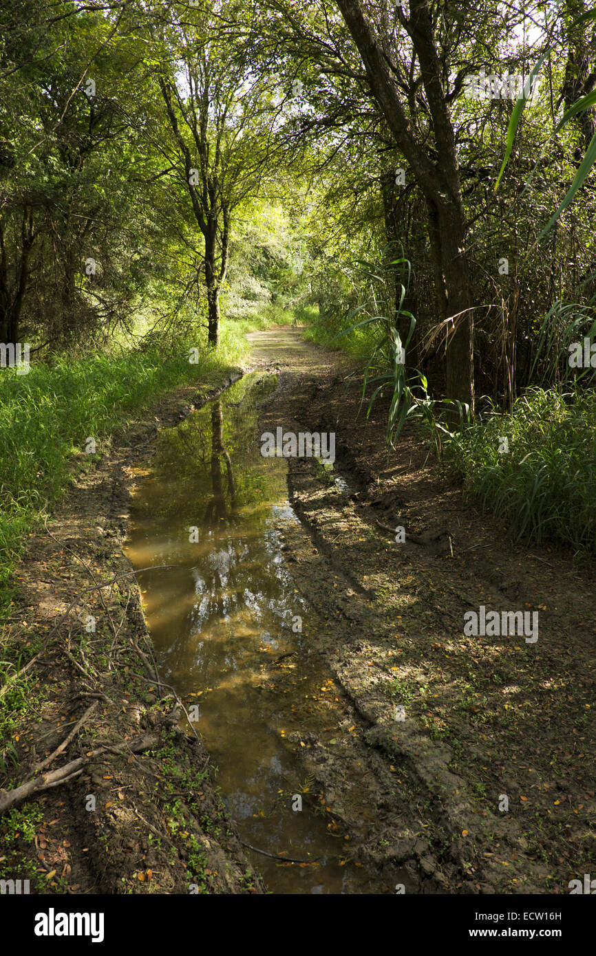 Two-track road runs through riparian forest along the Rio Grande River in Willacy County, Texas. Stock Photo