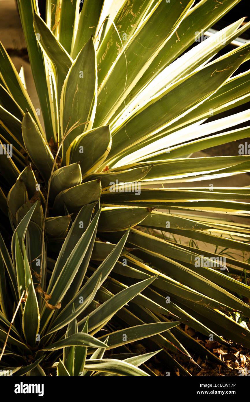 An Agave plant in the south Texas sunlight Stock Photo Alamy