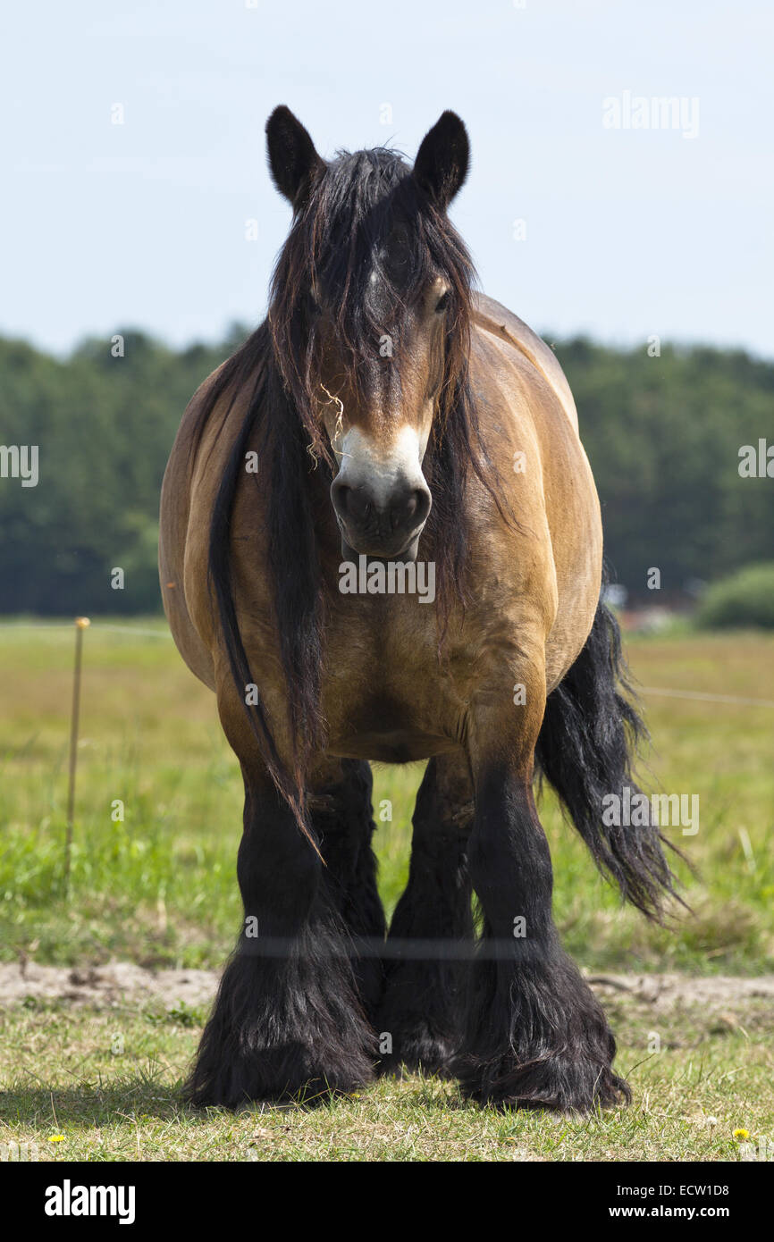 Horse standing in sunshine on green grass inside electric fence, looking straight out Stock Photo