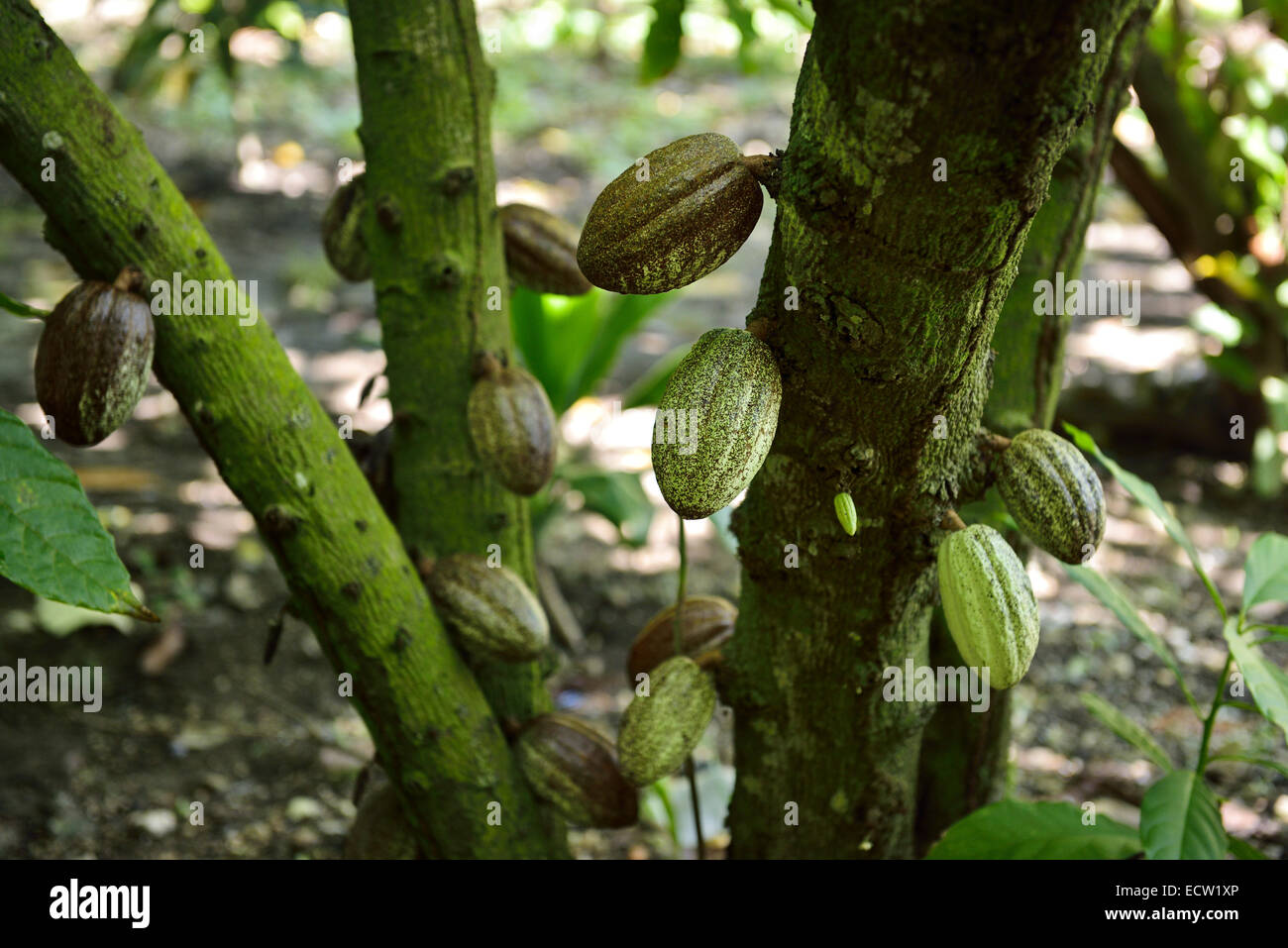 Pod fruit containing cocoa beans growing from the branches of a Cacao tree Dominican Republic