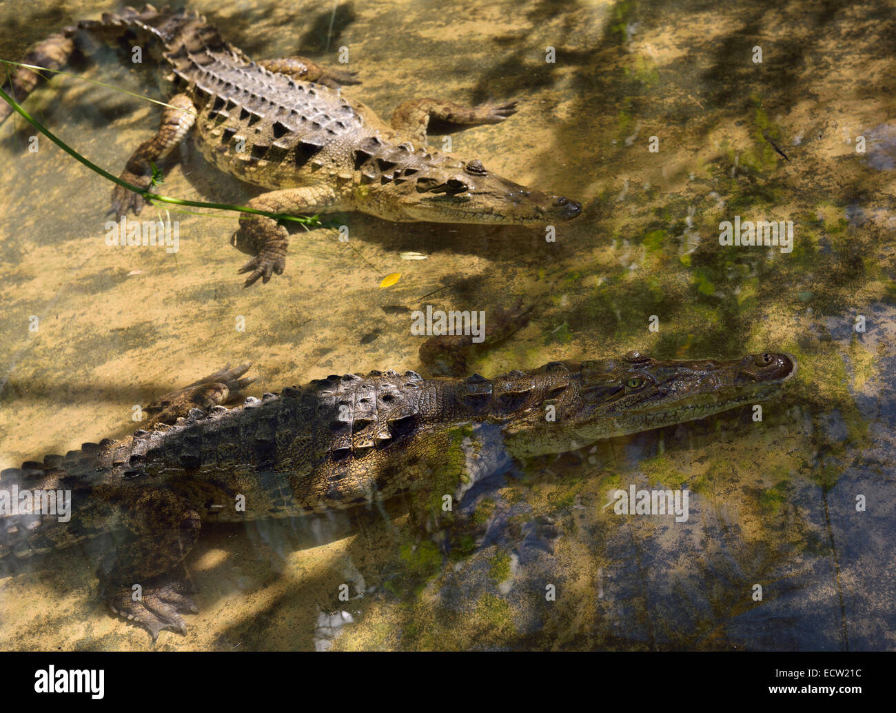 Pair of young American Crocodiles wading in a shallow pool Dominican Republic Stock Photo
