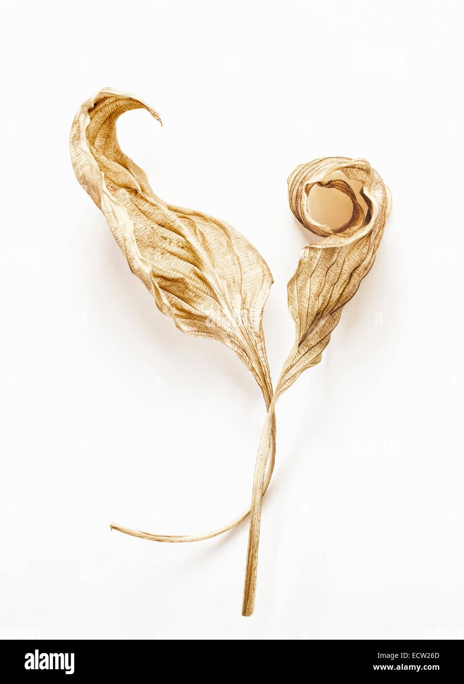 Dry Hosta Leaves isolated Stock Photo