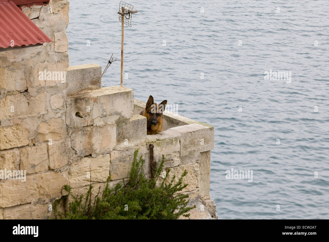 German Shepard dog peaking over the edge of a lighthouse in the ocean Stock Photo