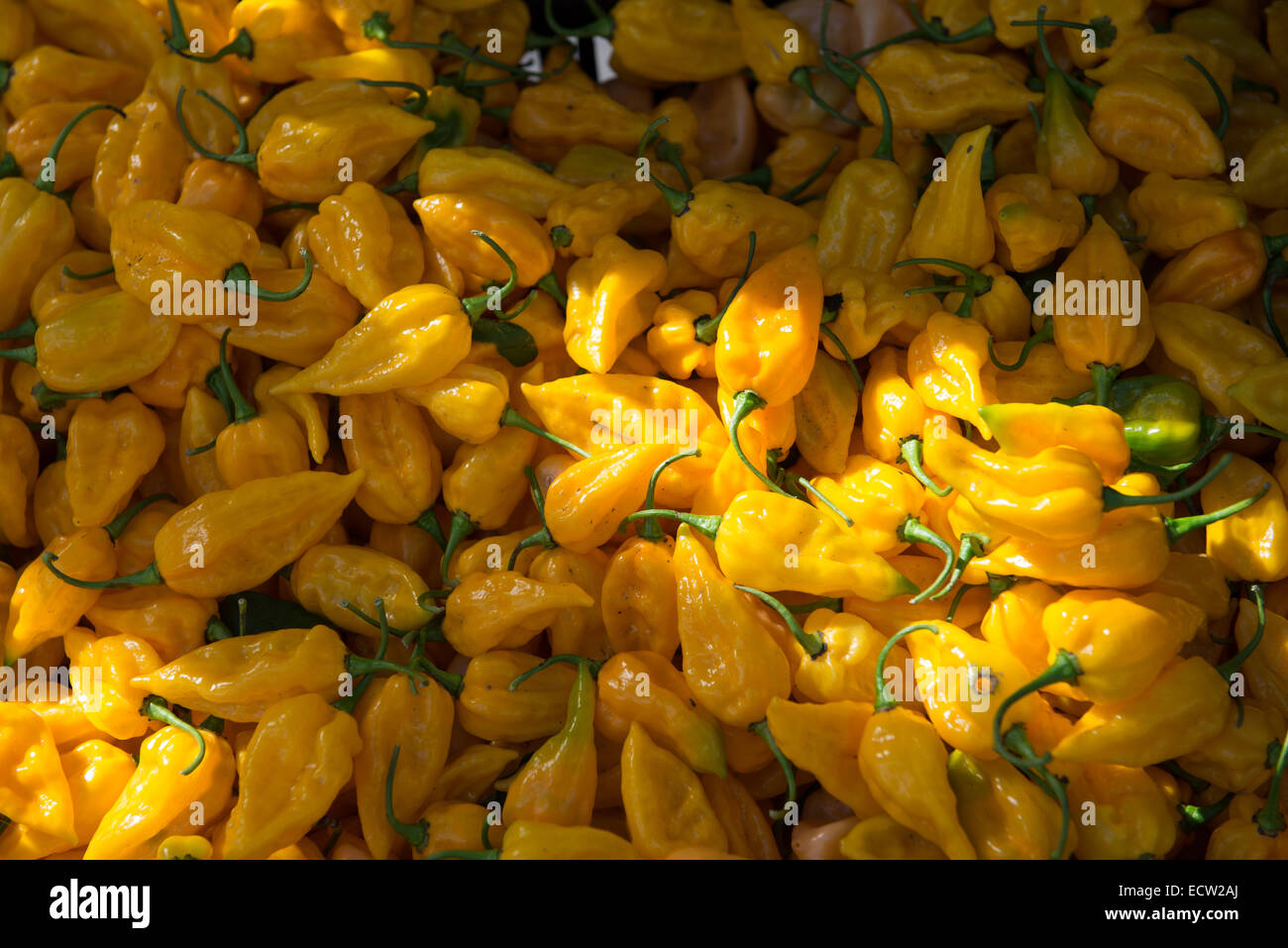 Different kinds of vegetables in a street market in Union Square, Manhattan, New York City, NY, USA. Stock Photo