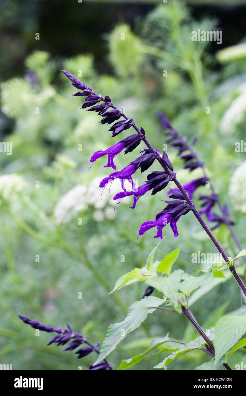 Salvia 'Black Knight' in an herbaceous border. Stock Photo