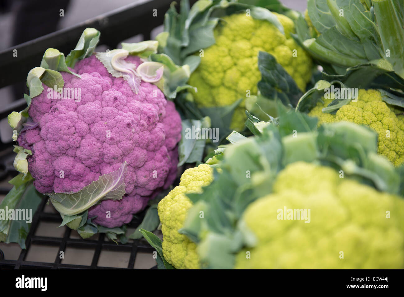 Different kinds of vegetables in a street market in Union Square, Manhattan, New York City, NY, USA. Stock Photo
