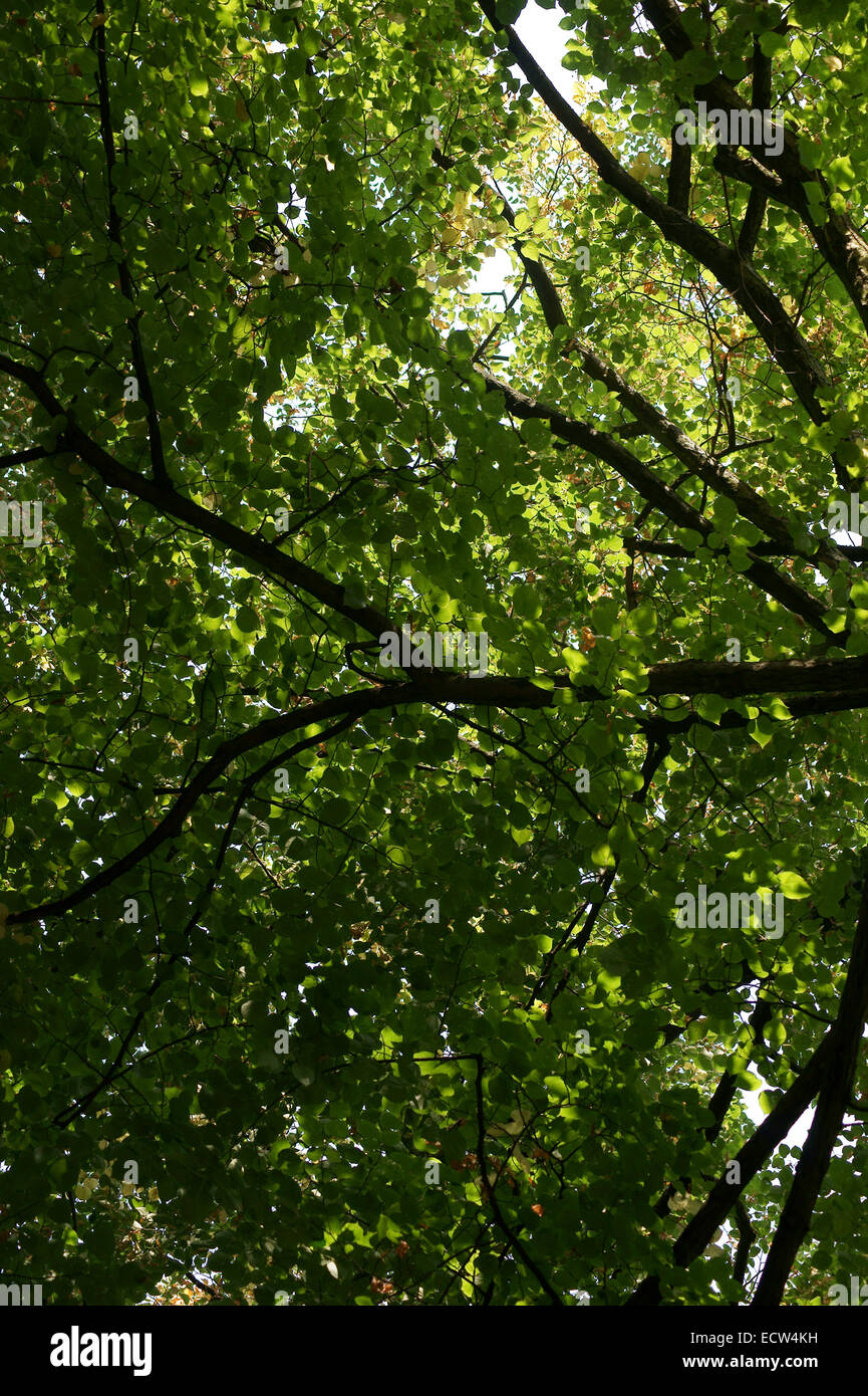 Dense canopy hires stock photography and images Alamy
