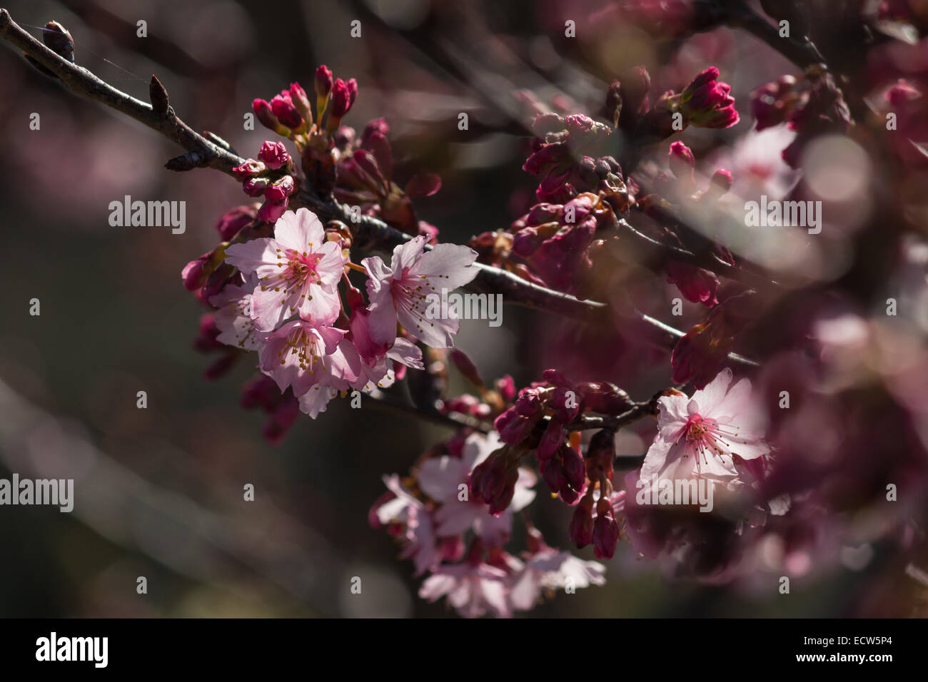 detail of sakura tree in bloom Stock Photo - Alamy