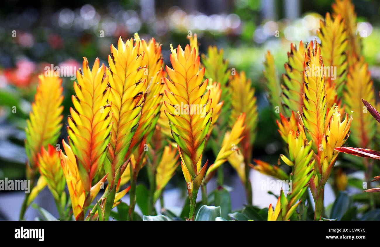 bromeliad or vriesea splendens flower Stock Photo