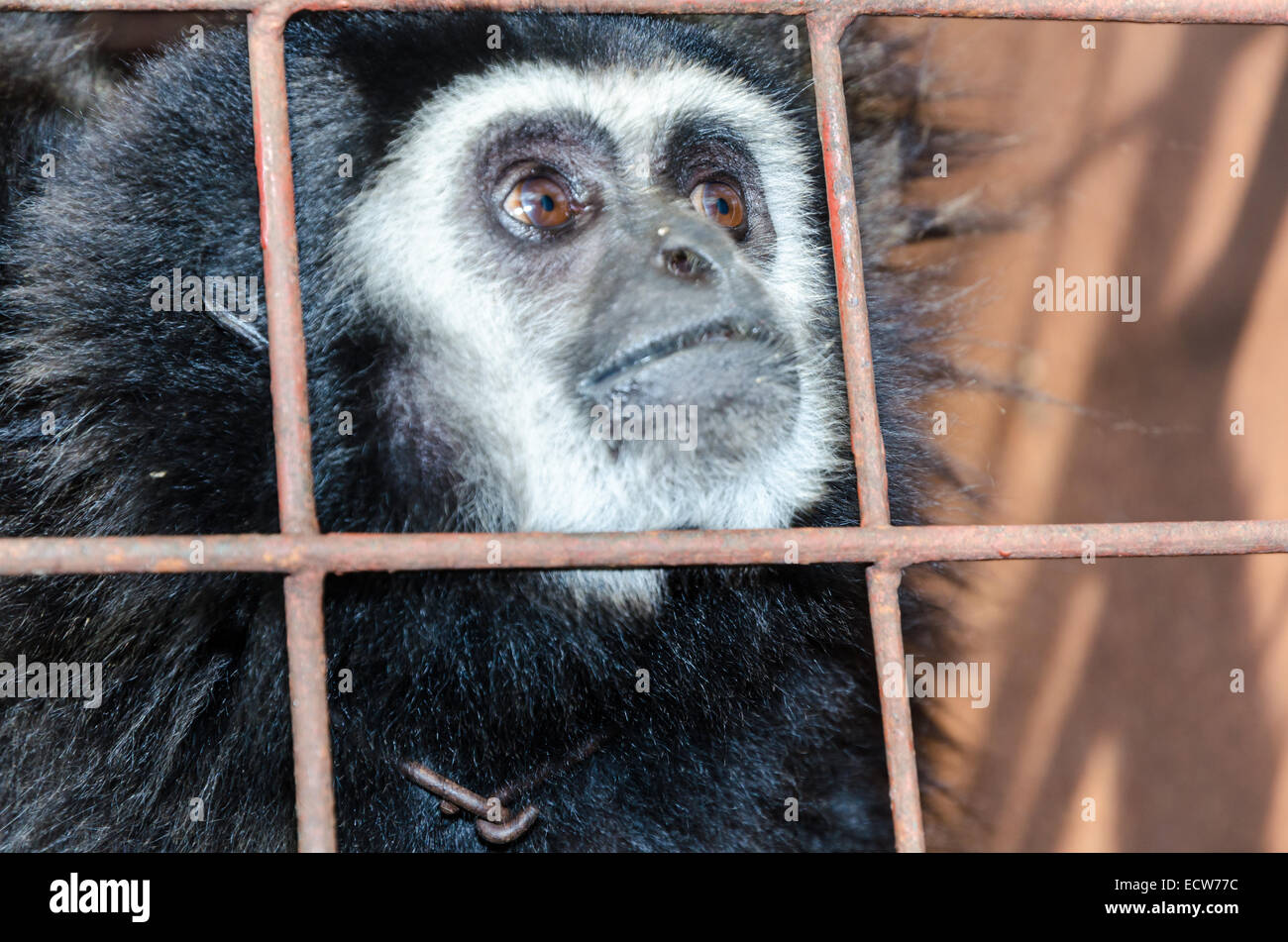 Face and eyes downcast of White-handed gibbon (Hylobates lar) in a cage. The problem of illegal wildlife trade Stock Photo