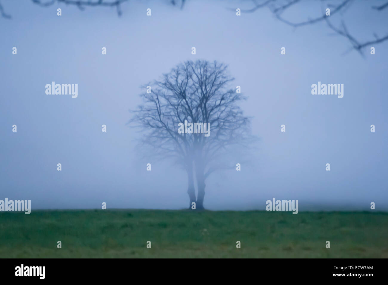 lonely tree in fog Stock Photo - Alamy
