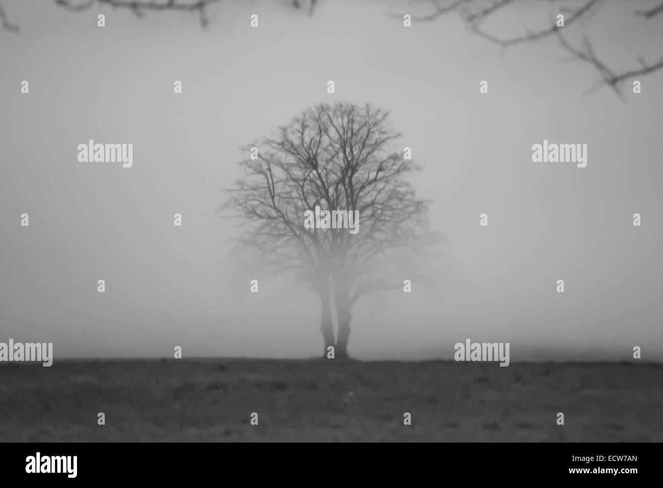 lonely tree in fog Black and white Stock Photo