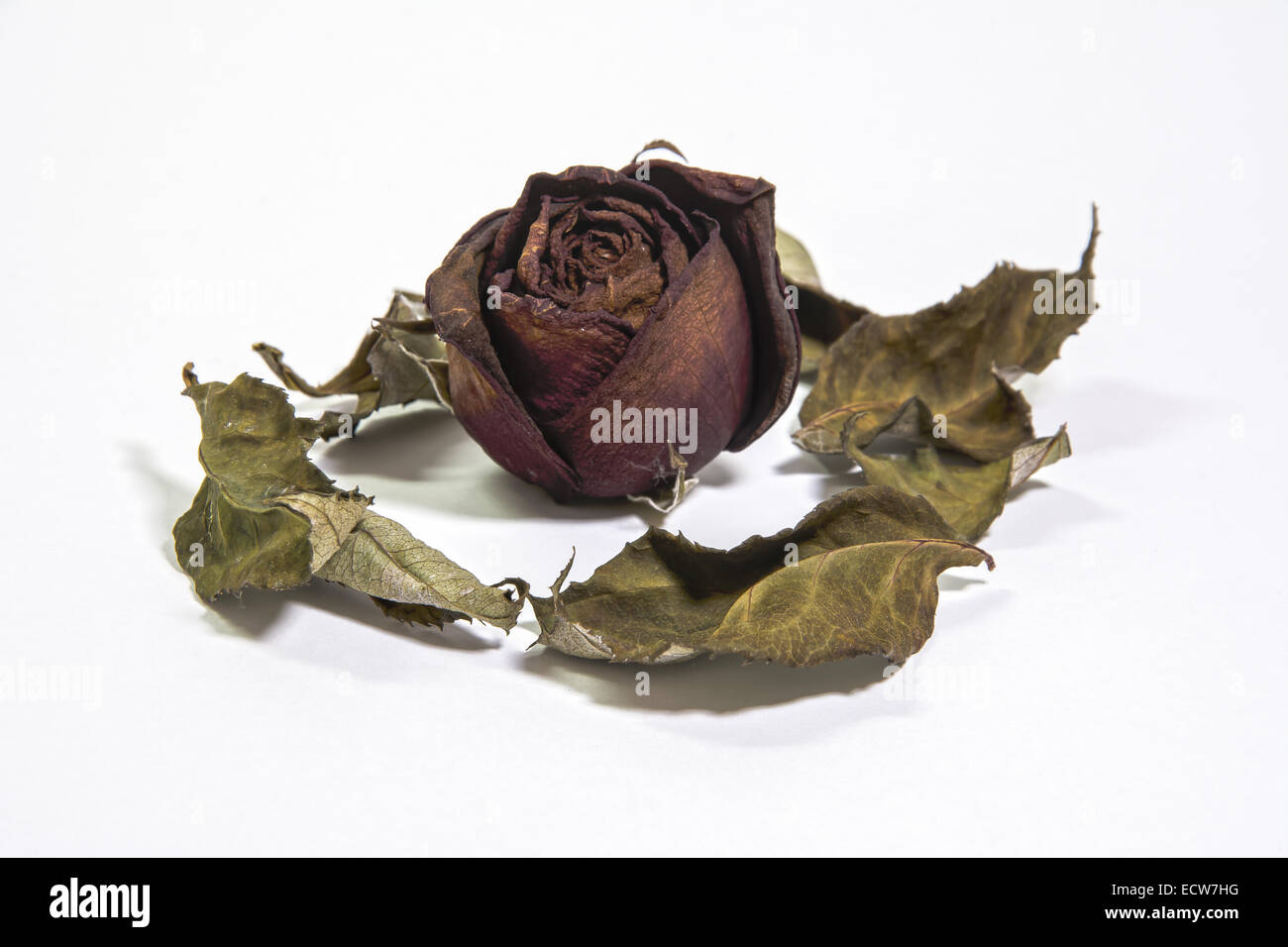 Single dried rose flower with dried leafs Isolate on White Stock Photo