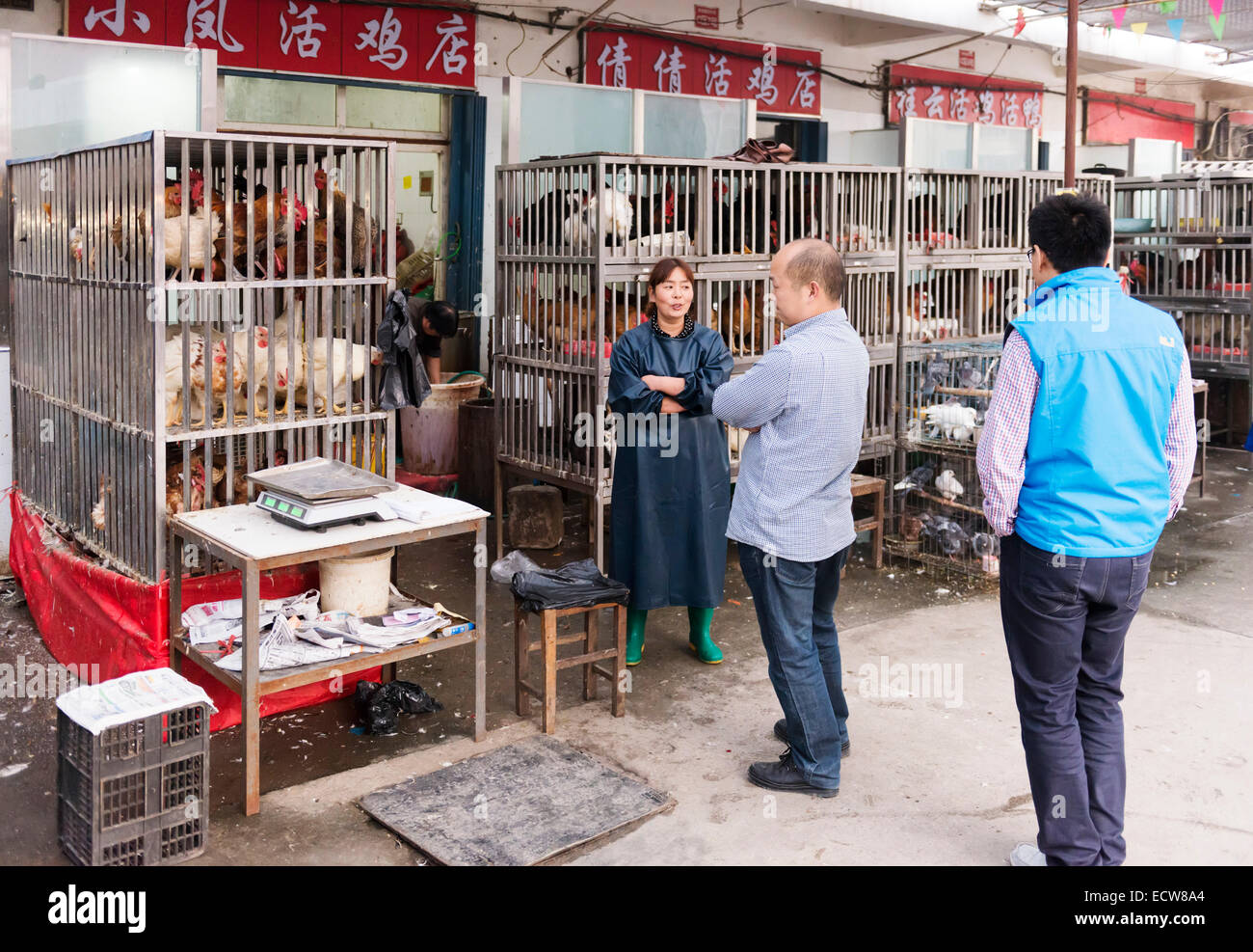 Woman at a food market selling live chickens in Zhengzhou, Henan, China Stock Photo