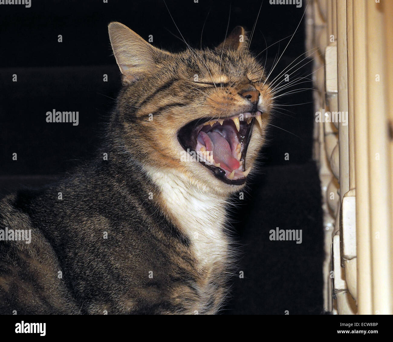 Cat on a staircase Stock Photo Alamy