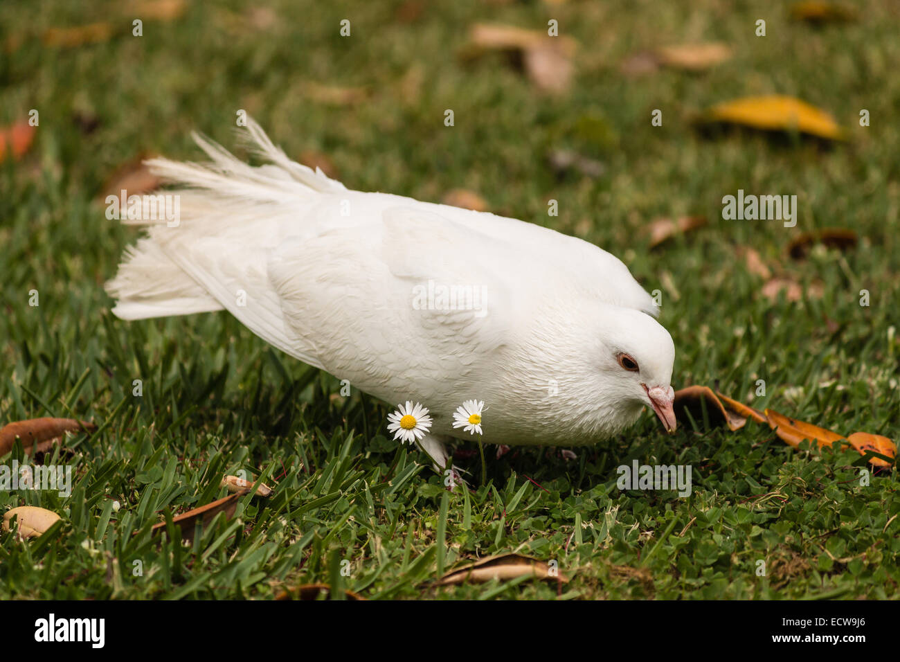 white dove on green lawn Stock Photo Alamy
