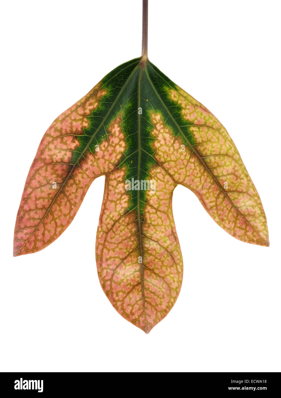 Fall leaf of Dendropanax trifidus  - Textoria trifida Stock Photo