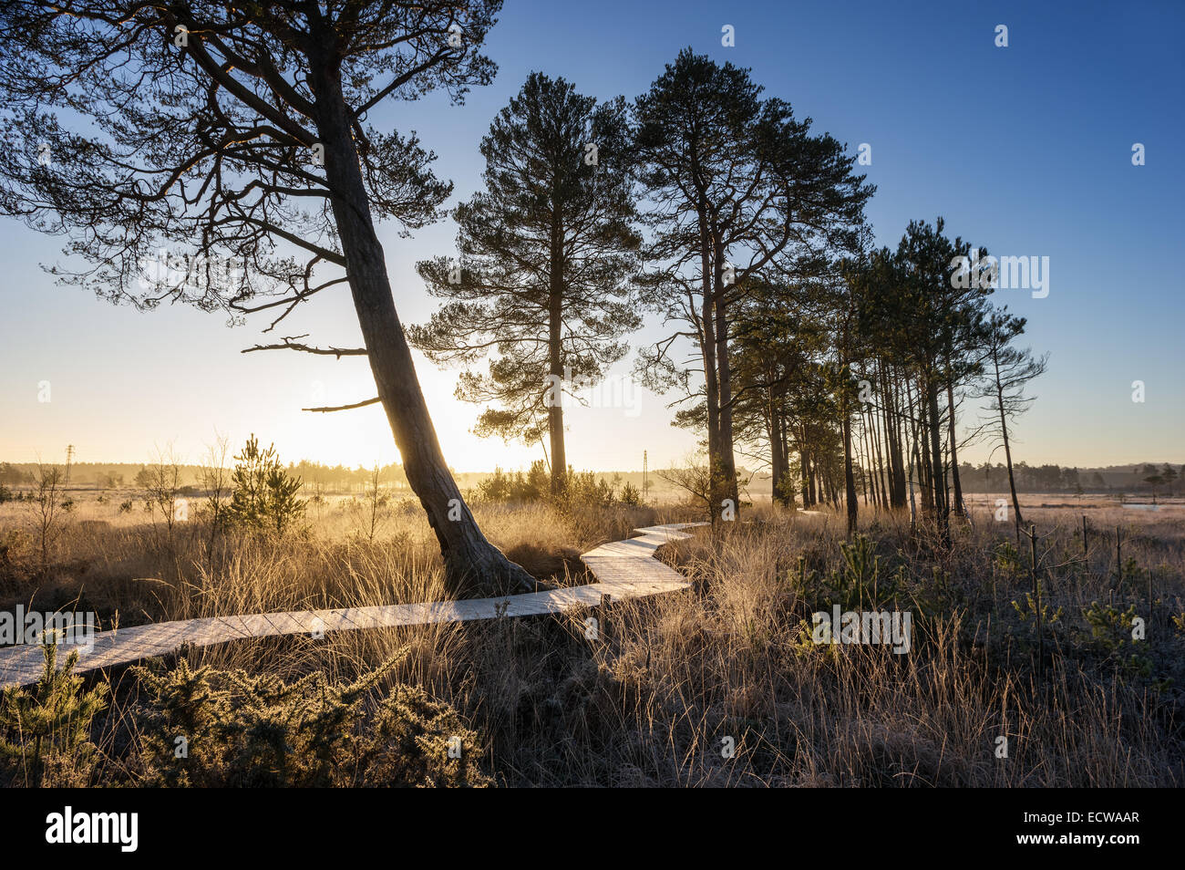Frosty wooden boardwalk, meandering among Scots Pine trees at Thursley Common, Surrey Stock Photo