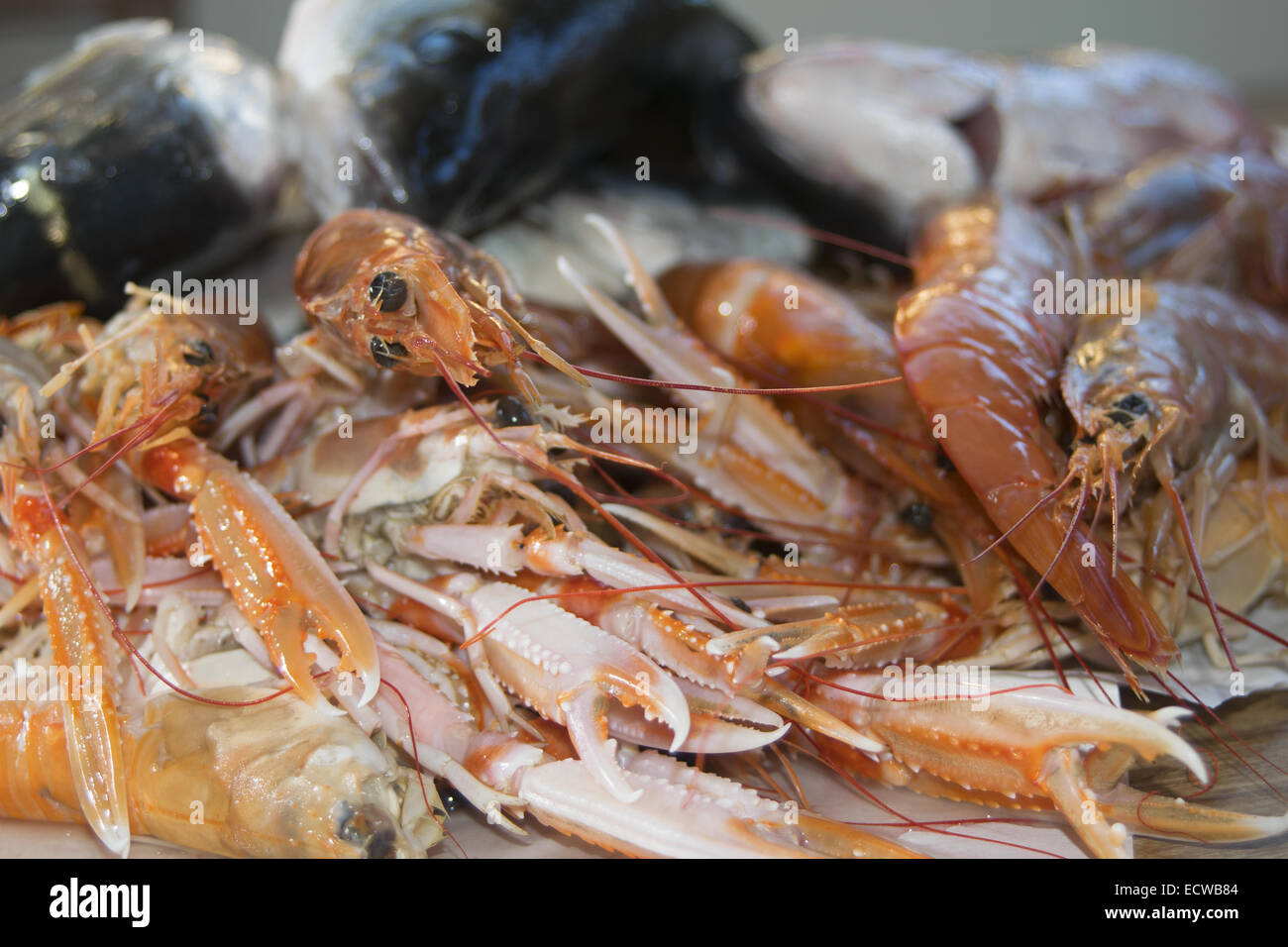 typical and traditional mediterranean fish langoustines and prawns