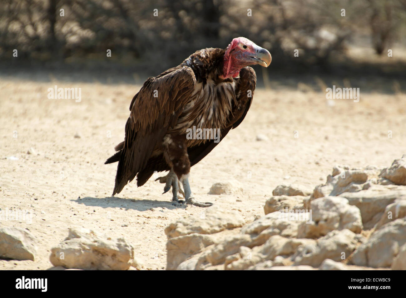 Tualetga siyishning jinsiy aloqa fotosuratlari