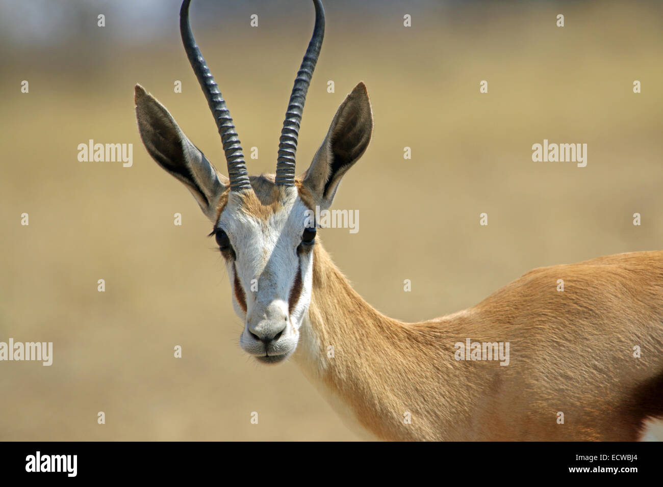 Portrait of a Springbok Antidorcas marsupialis at the Kgalagadi Transfrontier National Park Northern Cape South Africa Stock Photo
