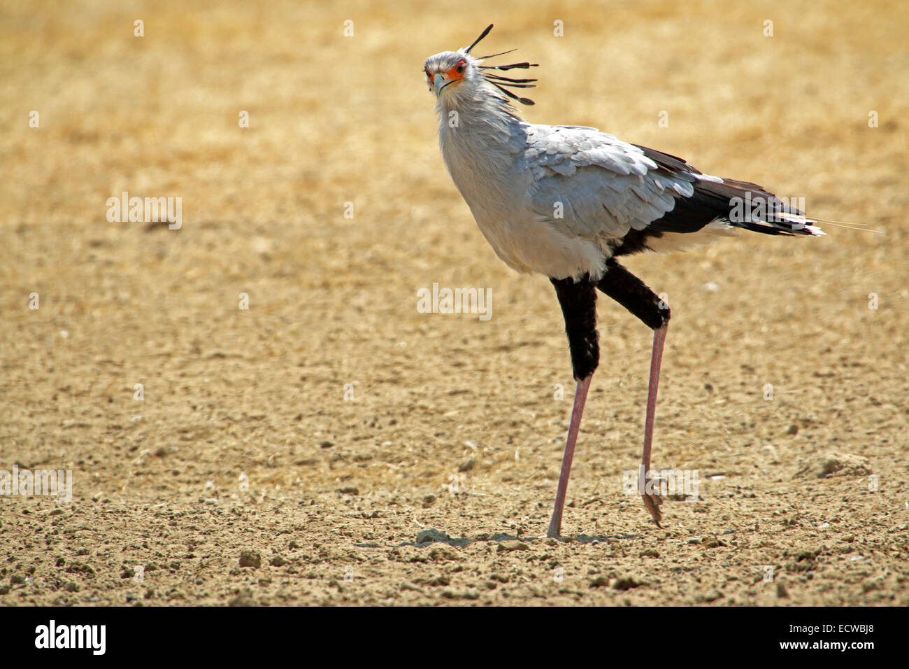 Secretary Bird walking in the desert at the Kgalagadi Transfrontier National Park Northern Cape South Africa Stock Photo