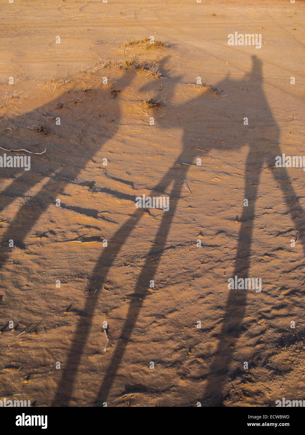 Shadows of tourists on camelback at sunset against the sand, Abu Dhabi, UAE Stock Photo