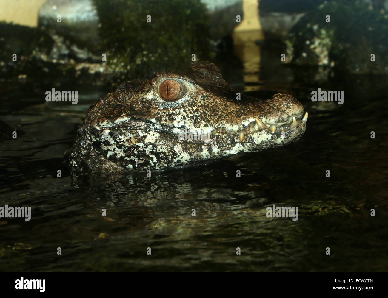 Close-up of the  head of the South American Cuvier's dwarf caiman (Paleosuchus palpebrosus) Stock Photo