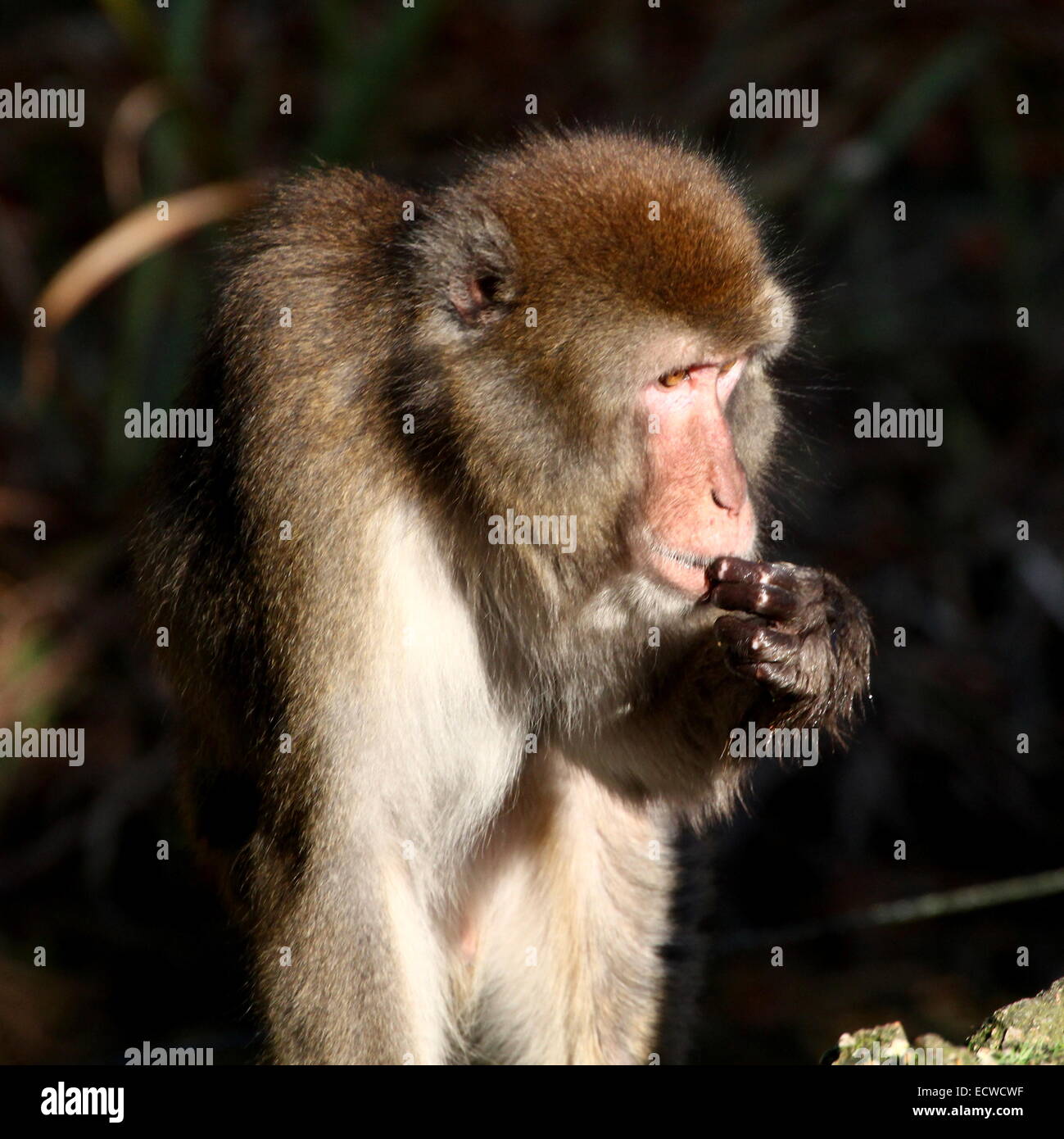 Japanese macaque or Snow monkey (Macaca fuscata) close-up while eating Stock Photo