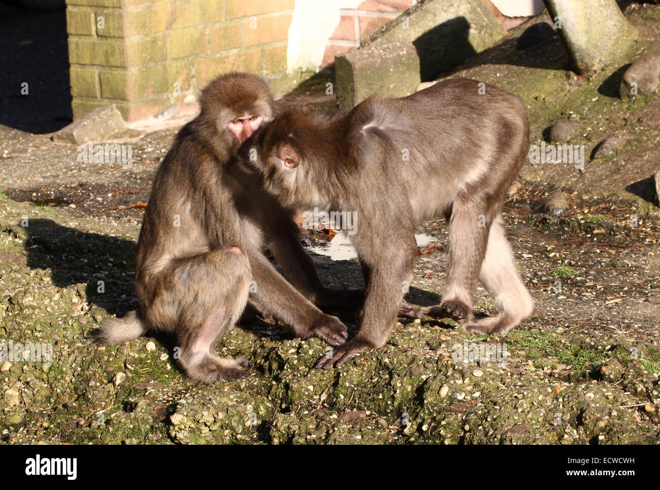 Two young Japanese macaques or Snow monkeys (Macaca fuscata) Stock Photo