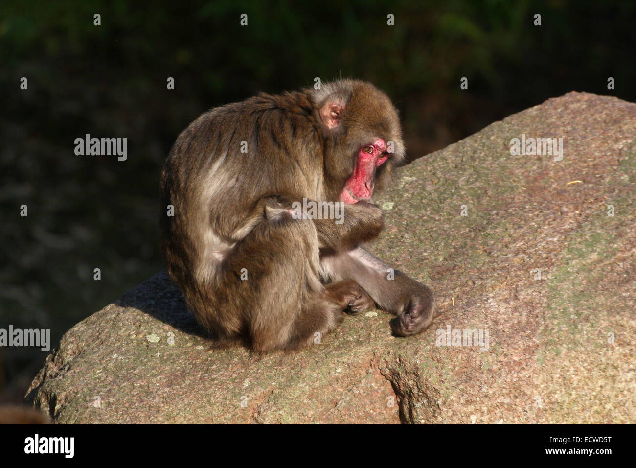Japanese macaque or Snow monkey (Macaca fuscata) Stock Photo